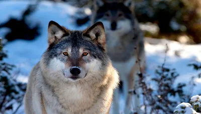 Охота на волка - Охота в Беларуси - охотничье хозяйство Лосиный остров