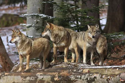 Фотообои «Волки на охоте» - купить в интернет-магазине Ink-project с  быстрой доставкой