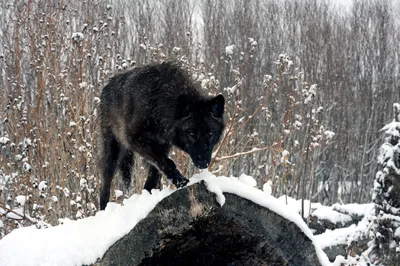 Чёрный волк на охоте в зимнем лесу | Обои для телефона