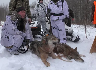 Охота на волка – дело чести хорошего хозяйства - Русский охотничий портал