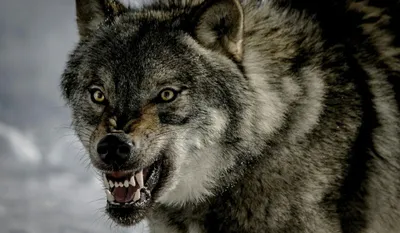 У страха глаза велики? Где артемовские охотники встречались с волками