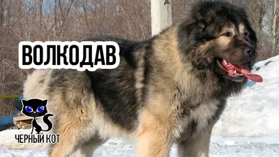 ✓ Волкодав: 5 пород собак, которые готовы к схватке с волком - YouTube