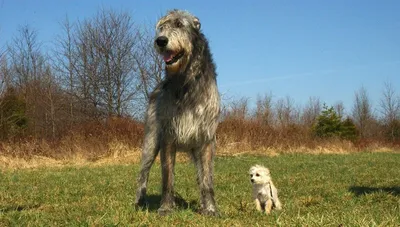 Добрый великан: описание собак породы ирландский волкодав