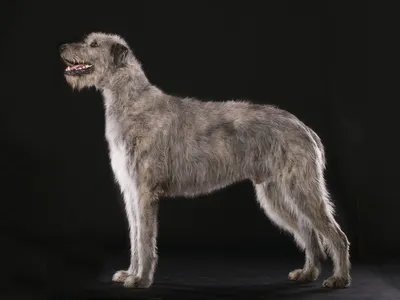 Ирландский волкодав: фото и описание породы собак