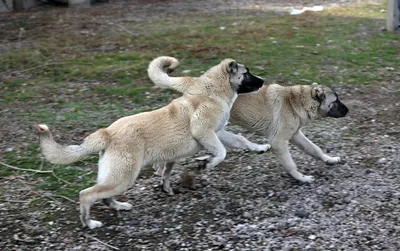 Среди множества пород собак лишь около десяти из них носят гордое название \" волкодав\", армянский гампр – один из них