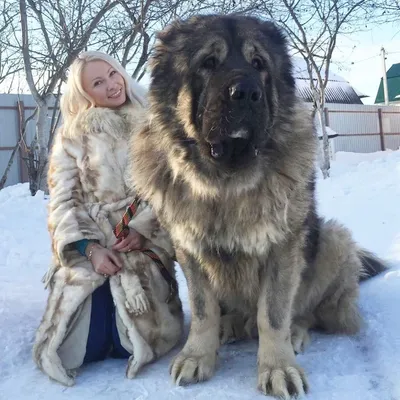 Волкодав собака кавказский - 61 фото: смотреть онлайн