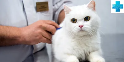 Демодекоз у кошек: симптомы, диагностика, лечение и профилактика