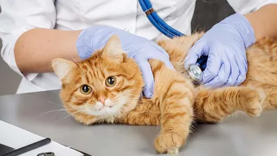 Кожные заболевания у кошек симптомы | Ветклиника Ветдоктор