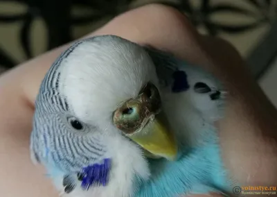 Коричневая восковица у самца волнистого попугая - Форумы о попугаях