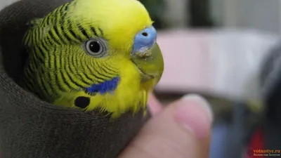 Цвет клюва у волнистого попугая - 66 фото