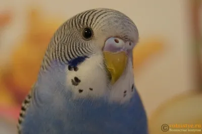 Восковица у волнистого попугая самки - 34 фото: смотреть онлайн