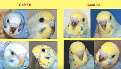 Цвет восковицы у волнистых попугаев - 73 фото
