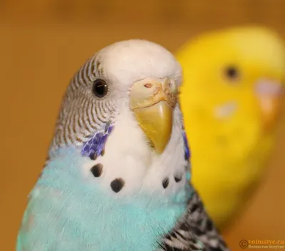 Самка волнистого попугая - картинки и фото poknok.art