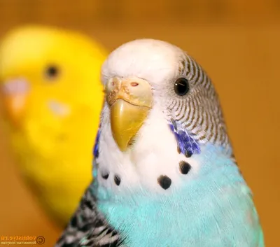 Самка волнистого попугая (39 лучших фото)