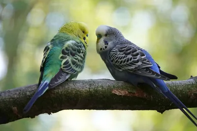 Как ухаживать за волнистыми попугаями: советы специалиста: новости,  животные, попугай, здоровье, советы, эксперты, домашние животные