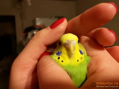 Восковица самки волнистого попугая фото