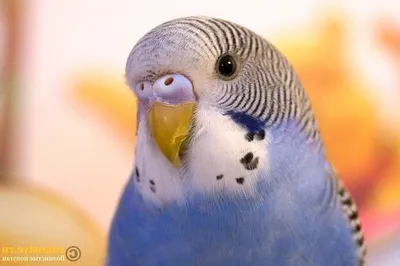 Самец попугая волнистого (50 лучших фото)