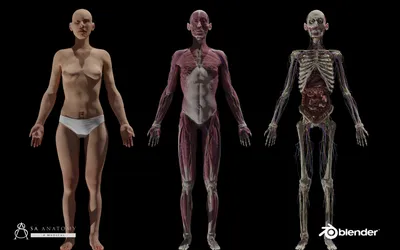HD Male \u0026 Female Complete Anatomy 3D Models - ZBrushCentral