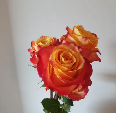 Роза силантой фото