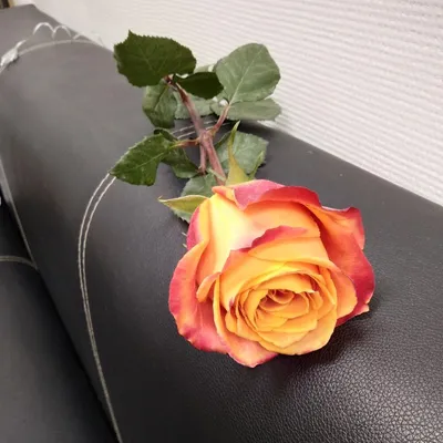 Роза премиум сорта Силанта, Цветы и подарки в Нижнем Новгороде, купить по  цене 220 руб, Поштучно в Цветы Ирис с доставкой | FlowWoW