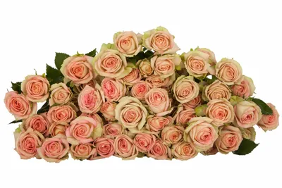 Срезанные цветы купить оптом в Москве - каталог в «7ЦВЕТОВ» | Страница 129