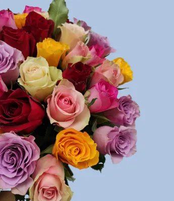 Купить розы и букет роз в Саратове - российская, эквадорская, кенийская роза