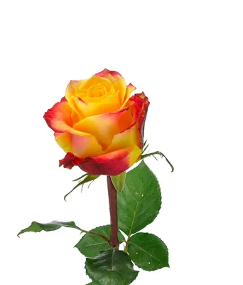 Роза оранжевая с доставкой по Луганску | Цветочная Поляна | Доставка цветов  Луганск | Цветочный магазин Луганск.