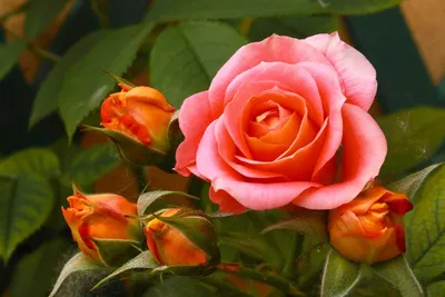 Роза троянда - 70 фото