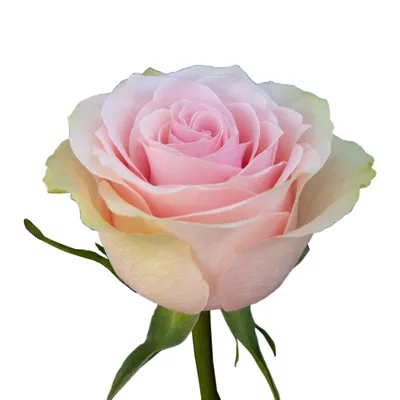 Роза одноголовая купить оптом в Москве - роза в «7ЦВЕТОВ» | Страница 11