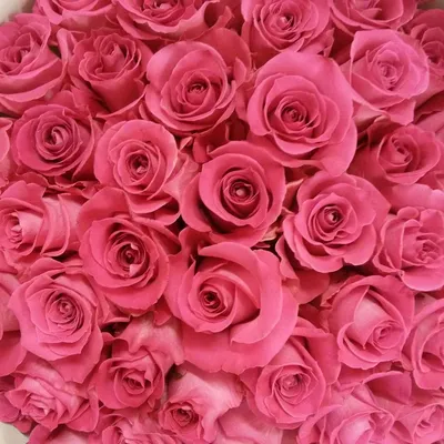 6681 руб - Купить 51 розу, сорт Топаз,
