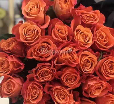 Роза оранжевая Эквадор - купить с доставкой недорого по Хабаровску и  Хабаровскому краю