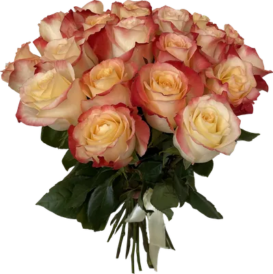 Роза Эквадор CABARET 40-50см | Купить розы в Челябинске