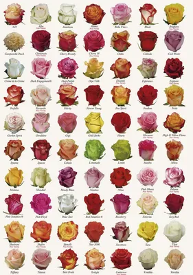 Сорта роз Эквадор - фото и картинки: 73 штук