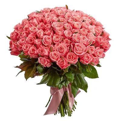 Розы Эквадор персиковые в Королеве - Купить с доставкой по цене от 225 руб.  | Розы Эквадор персиковые в интернет-магазине Ultra Flowers