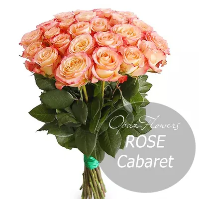 Роза Эквадор Premium \"Кабаре\"