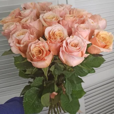25 персиковых роз Шиммер ( Shimme ) Эквадор - Купить розы дёшево Эквадор 80  руб. Доставка роз СПб 🌹SPBROSA