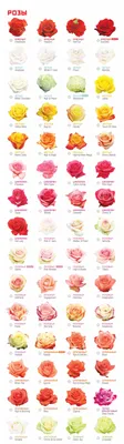Zarina / Orinoco: оптовые цены на элитную плантацию колумбийской розы -  Arcus Flowers