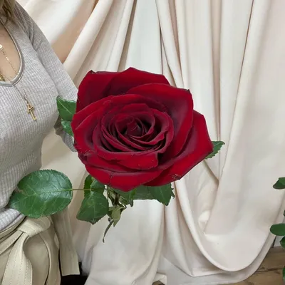 Роза Эквадор премиум сорт «Explorer» 50 см, Цветы и подарки в Иркутске,  купить по цене 263 руб, Поштучно в Салон Цветов «ТРАВА» Иркутск с доставкой  | FlowWoW
