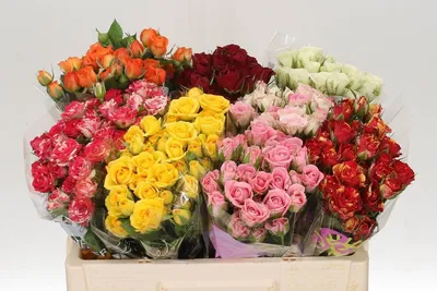 Кустовая роза Эквадор - фото и картинки: 65 штук