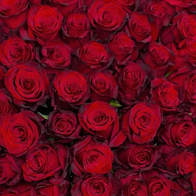 ✓ Розы (Эквадор) сорт Explorer ◈ Купить он-лайн в интернет-магазине цветов  Цветариус ◈ Цена - 90 руб. ◈ (Артикул - )