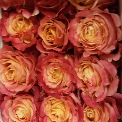 131 руб - Купить розы, Эквадор, высота 60см