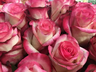 Розовые розы Эквадор - 68 фото