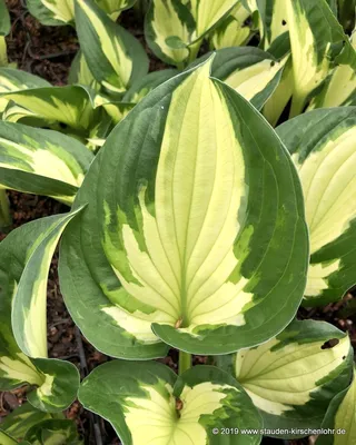 Funkie hosta Whirlwind 1 st. - Preise und Meinungen - Online-Shop für  Blumenzwiebeln