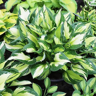 Hosta 'Whirlwind' - Staudengärtnerei Kirschenlohr | Onlineshop für Stauden