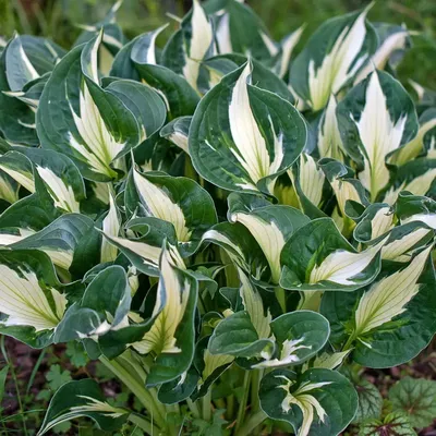 Hosta 'Whirlwind' - Staudengärtnerei Kirschenlohr | Onlineshop für Stauden