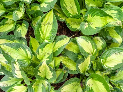 Hosta Whirlwind 3L - Golden Valley Plants