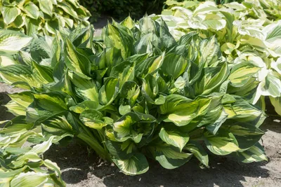 Hosta whirlwind hi-res stock photography and images - Alamy