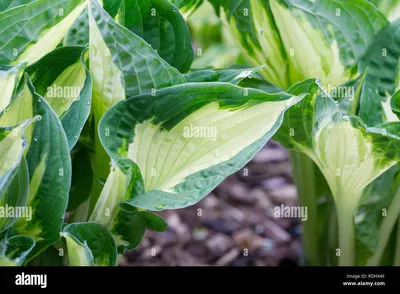 Photo of the entire plant of Hosta 'Whirlwind' posted by Frenchy21 -  Garden.org