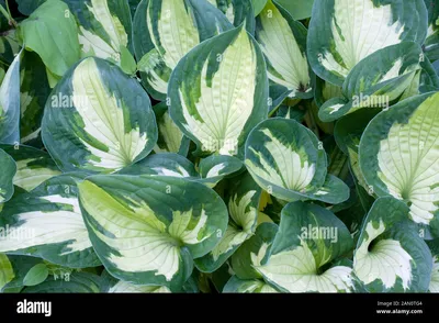 Hosta Whirlwind | Mirror Garden Offers