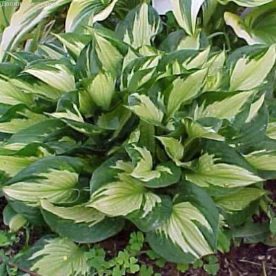 MAPLE CREEK DAYLILIES - Hosta - 'Whirlwind'